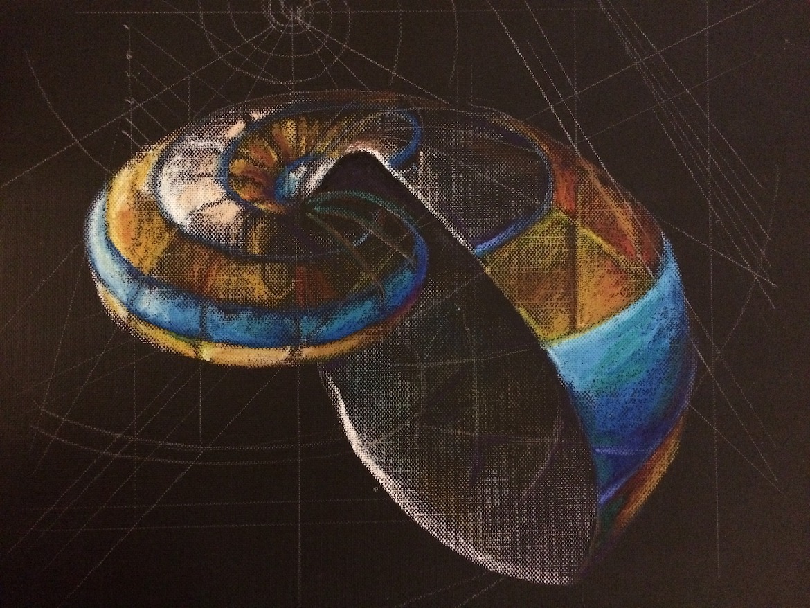 shell illustration