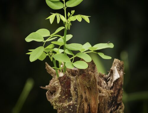 Healing After Trauma—THE DEATH OF A SPOUSE: This Post Written by Ian Wells
