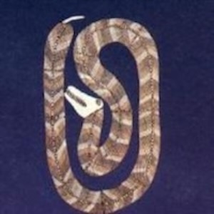 carpet-snake