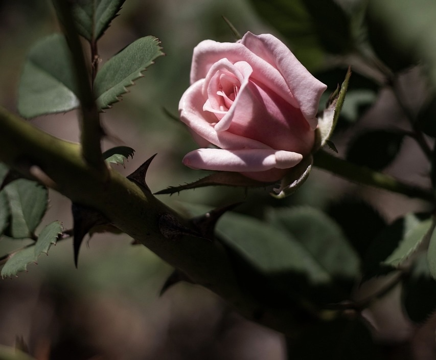 Beautiful rose showing dark sharp thorns