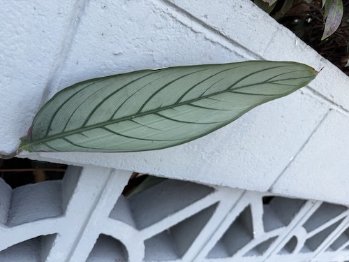 Philodendron
