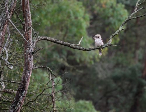 Australian Bush Poets